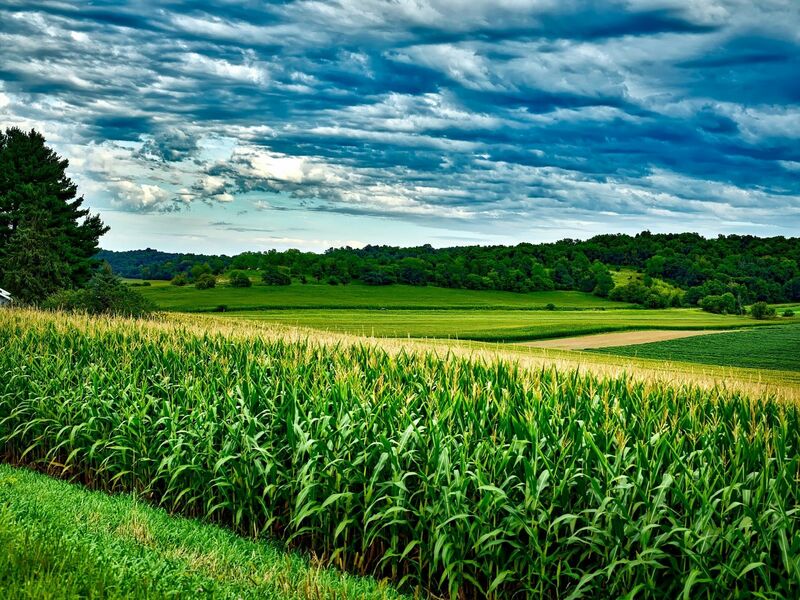 Corn, soybeans - by 12019 via Pixaba